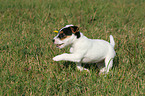 running Jack Russell Terrier Puppy
