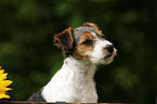 Jack Russell Terrier Puppy