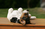 Jack Russell Terrier Puppy