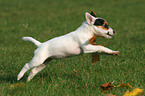 playing Jack Russell Terrier Puppy