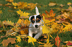 playing Jack Russell Terrier Puppy