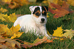 Jack Russell Terrier Puppy lies in autumn foliage