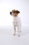 Jack Russell Terrier