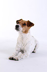 Jack Russell Terrier