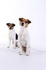 Jack Russell Terrier