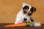 young Jack Russell Terrier eats carrot