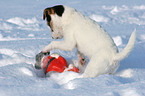 young Jack Russell Terrier in the snow