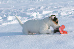 young Jack Russell Terrier in the snow