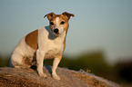 Jack Russell Terrier