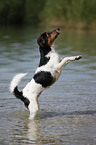 begging Jack Russell Terrier