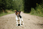 standing Jack Russell Terrier