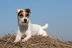 lying Jack Russell Terrier