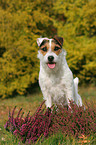 Jack Russell Terrier in autumn
