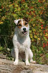 sitting Jack Russell Terrier