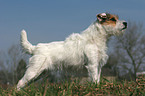 untrimmed Jack Russell Terrier