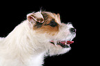 untrimmed Jack Russell Terrierportrait