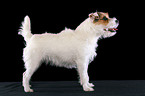 untrimmed standing Jack Russell Terrier