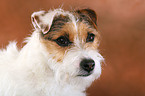 untrimmed Jack Russell Terrier portrait