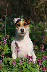 sitting Jack Russell Terrier