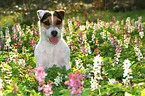 sitting Jack Russell Terrier