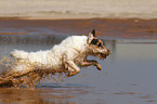 running Jack Russell Terrier