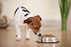 eating Jack Russell Terrier