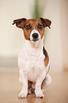 sitting Jack Russell Terrier