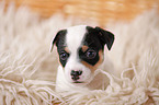 Jack Russell Terrier Puppy