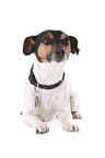 lying Jack Russell Terrier