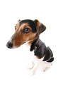 Jack Russell Terrier