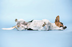 lying Jack Russell Terrier