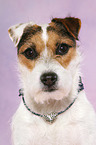 Jack Russell Terrier Portrait