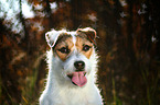 Jack Russell Terrier Portrait in backlight