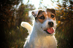 Jack Russell Terrier Portrait in backlight