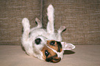 rolling Jack Russell Terrier on the sofa