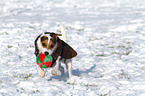 playing Jack Russell Terrier in the snow