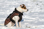 sitting Jack Russell Terrier