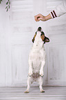 begging Jack Russell Terrier