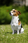 Jack Russell Terrier with treat