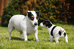 Jack Russell Terrier and Puppy