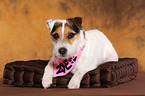 lying Jack Russell Terrier