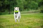 blind Jack Russell Terrier