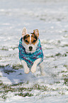 running Jack Russell Terrier