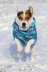 running Jack Russell Terrier