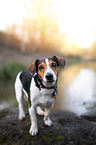 Jack Russell Terrier