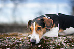 lying Jack Russell Terrier