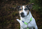 Jack Russell Terrier