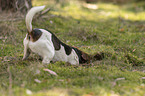 Jack Russell Terrier