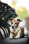 lying Jack Russell Terrier