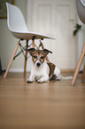 lying Jack Russell Terrier